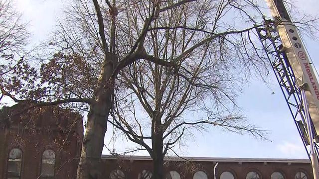 Raw video: Tree falls on NC State's campus