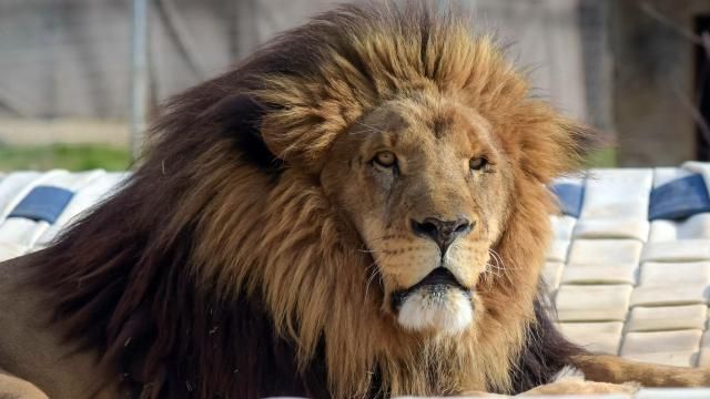 Matthai the lion