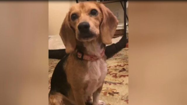 Dog found locked in cage in Raleigh finds new home