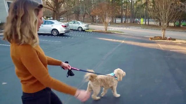 Owners, walkers have questions about dog walking service