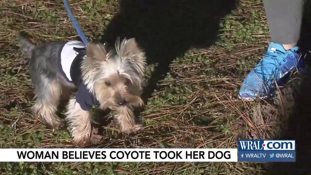 Could a coyote have carried off Raleigh dog?