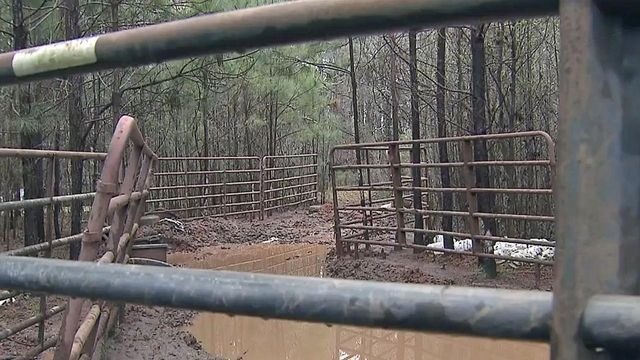 Warrants detail lack of food, pen space for horses found dead in Wake County