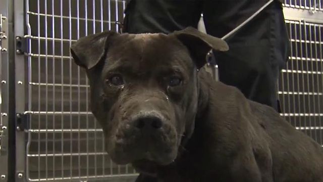 Dog could lose eye after being shot with pellet gun