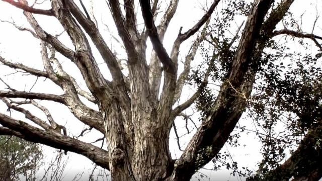 Apex tree where Lynn Council was hung