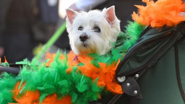 Hundreds of Irish and locals came out to see the St. Patrick's Day Parade and Festival. The event was held in downtown Raleigh, NC on Saturday, March 16, 2019. (Photo By: Beth Jewell/WRAL Contributor). Hundreds of Irish and locals came out to see the St. Patrick's Day Parade and Festival. The event was held in downtown Raleigh, NC on Saturday, March 16, 2019. (Photo By: Beth Jewell/WRAL Contributor).