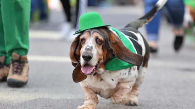 Hundreds of Irish and locals came out to see the St. Patrick's Day Parade and Festival.  The event was held in downtown Raleigh, NC on Saturday, March 16, 2019.
(Photo By: Beth Jewell/WRAL Contributor).