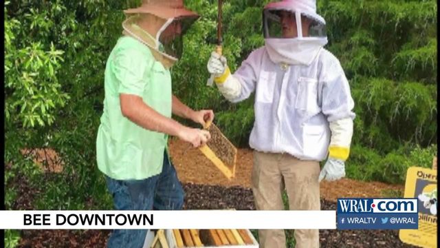 Project to save bees creates buzz in cities