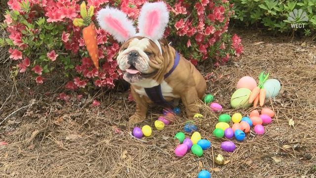 Wilmington bulldog becomes Cadbury 'bunny'