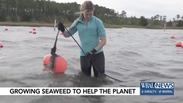 Student's seaweed farming business could reverse climate change