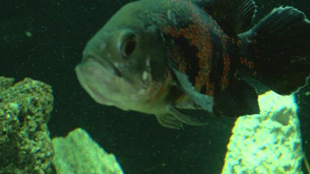 Deputies: New Hanover County man charged with animal cruelty for neglecting fish