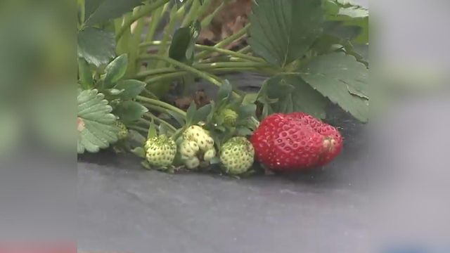 Heavy rains from Florence create challenge for local strawberry farm
