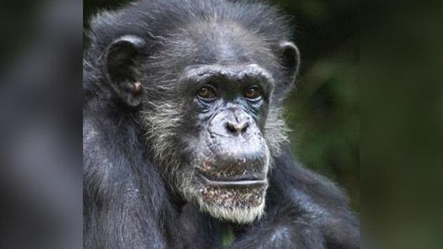 NC Zoo mourns death of alpha female chimpanzee
