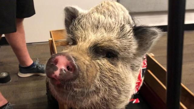 Media star, Canes mascot: Hamilton visits Mix 101.5