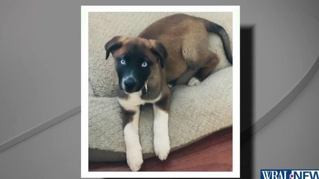 Women seek answers after their pet dogs poisoned