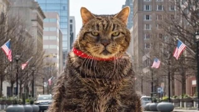 Raleigh's own grumpy cat has 8,600 Instagram followers