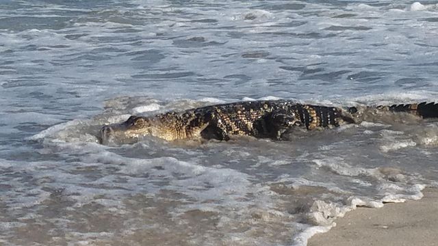 Raw: Alligator spotted on North Carolina beach