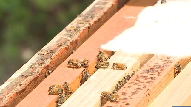 Thousands of honeybees stolen from Four Oaks veteran
