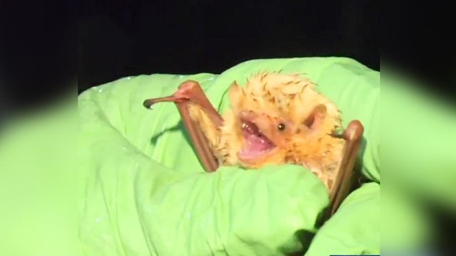 'Bats are friends with wings': Scientists going to bat for bats