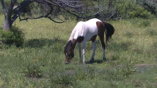 Ocracoke horses could have come from shipwrecks