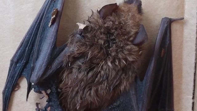 Raleigh woman treated for rabies after encouter with bat
