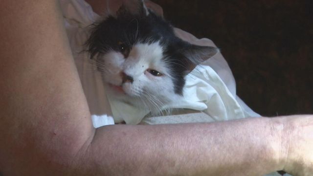 Raw: Raleigh firefighters rescue cat from burning home