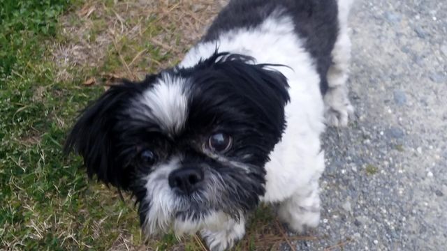 'Who would shoot a sweet, little dog like that?' Smithfield woman says after burglars shot pet