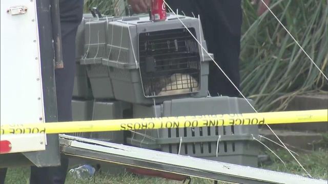 WATCH: Raw video of animal rescue, removal operation in Cary