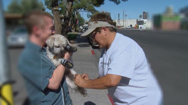 Helping homeless pets in the heat