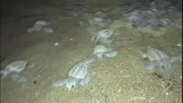 Baby sea turtles returning to the sea in Turkey