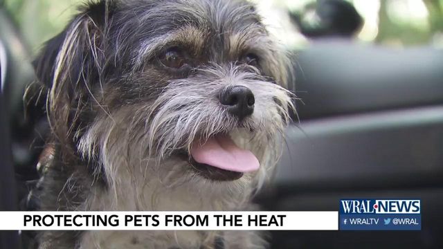 Keeping your pets safe during the heat
