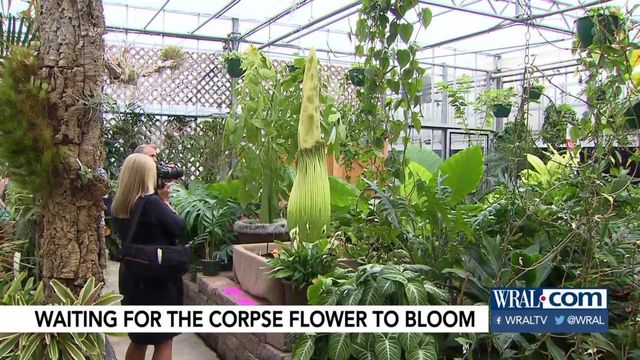 People anxious to see 'corpse flower' bloom