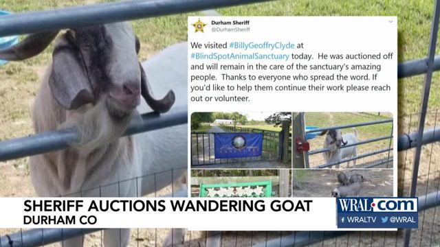 Billy the goat finds new home, for now