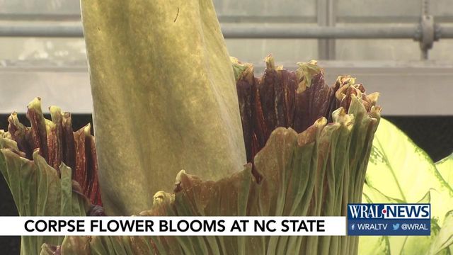 NC State's 'corpse flower' blooms to big fanfare Thursday
