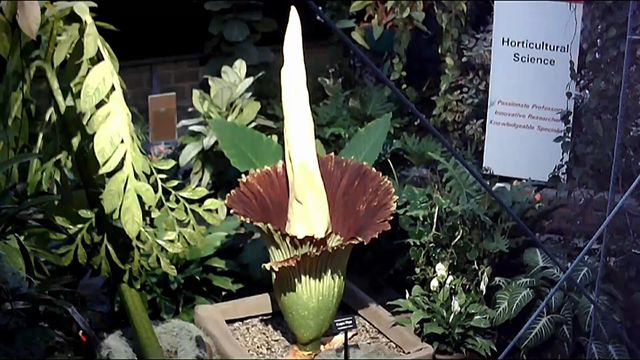 Timelapse: 'Corpse flower' blooms at NC State