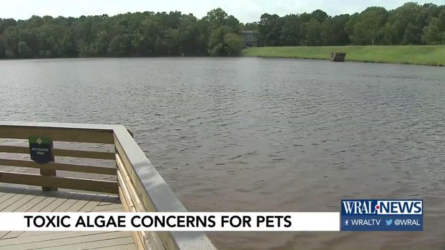 Toxic algae can kill your pets
