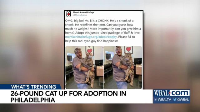 26-pound cat up for adoption in Philadelphia