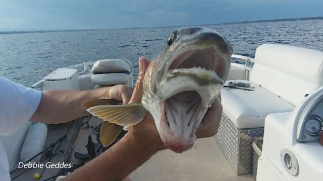 Fisherman reels in fish with two mouths