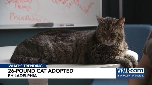 26-pound Philly cat has home after nearly 3,000 applications for adoption