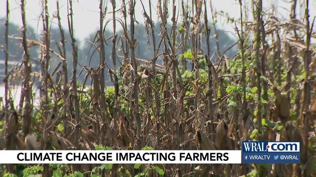 Rising temperatures could force tough choices on NC farmers