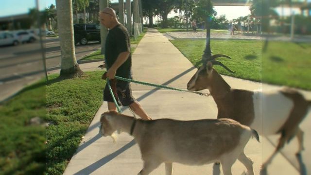 Florida man earns title 'Goat Guy'