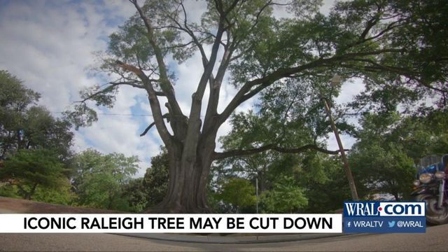 Residents fear Raleigh tree will be cut down