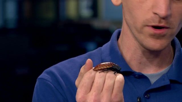 NC Museum of Natural Sciences gets spooky with giant cockroaches, poisonous plants