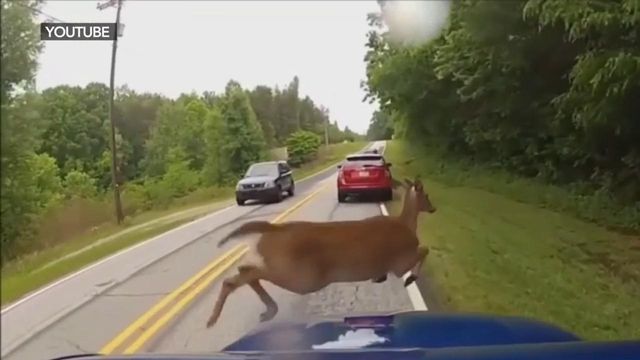 Be on the lookout as auto crashes due to deer more likely this time of year