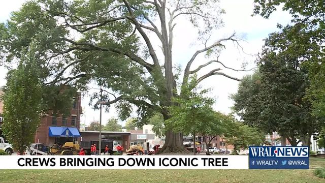 Raleigh's iconic tree coming down