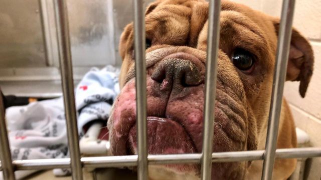 LA Dodgers' special night for dogs and their owners, 'Pups in the