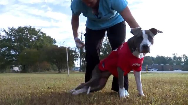 Community helping injured puppy walk again