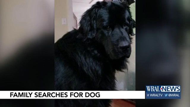 Man paralyzed during car accident asks people to help find his lost dog
