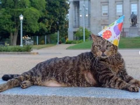 Oak City Kitty