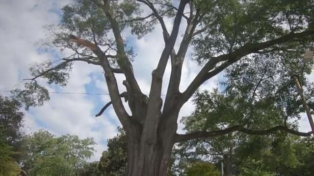 Willow oak of Nash Square