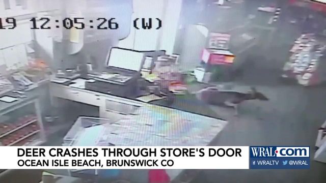 Deer crashes through door of Ocean Isle Beach store